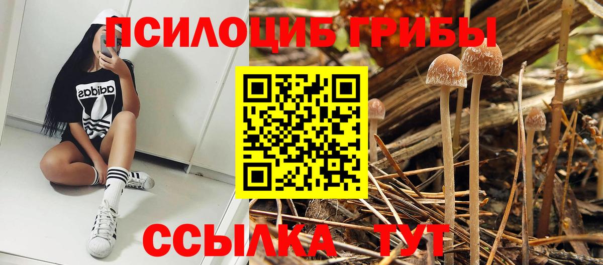 Псилоцибиновые грибы ЛСД  Псилоцибиновые грибы MAGIC MUSHROOMS  Ртищево  Вход с VPN 